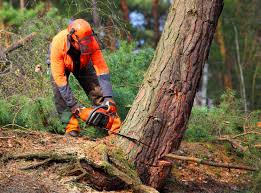  High Bridge, NJ Tree Care Services Pros